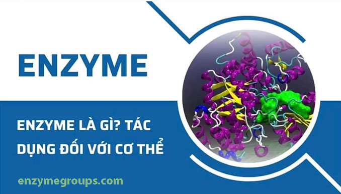 Enzymes và sức khỏe