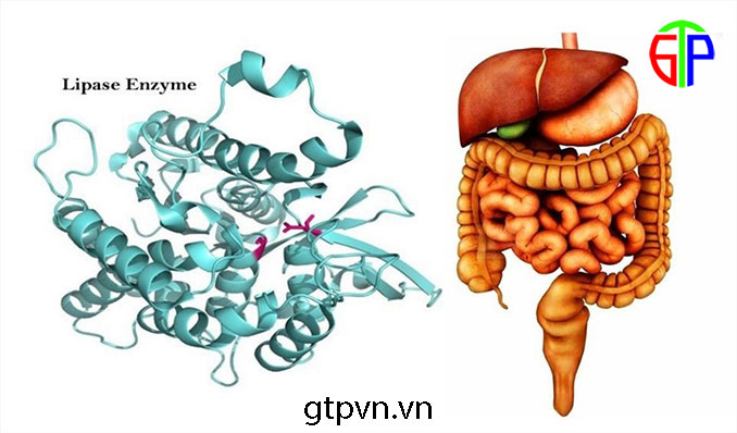 Vai trò của enzyme tiêu hóa đối với người ibs