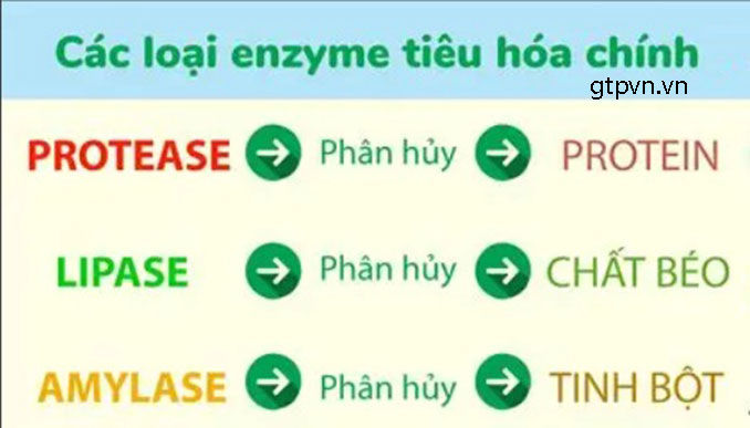 Các loại Enzyme tiêu hoá