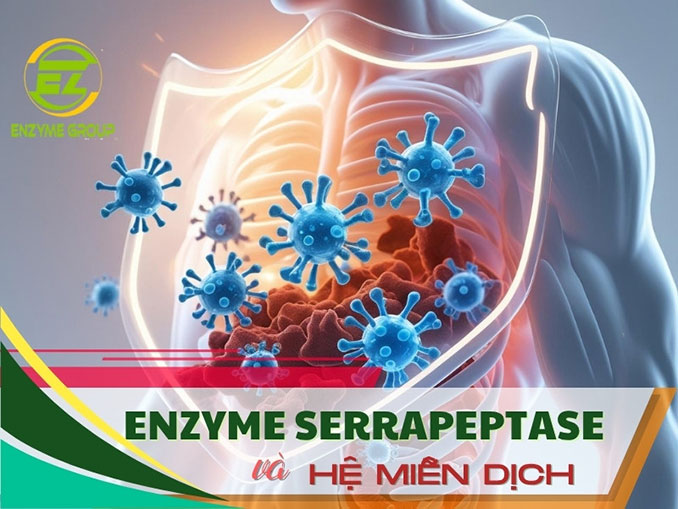 Enzyme Serrapeptase và hệ miễn dịch