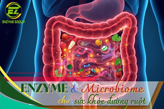 Enzyme-và-microbiome-Bí-quyết-cho-sức-khỏe-đường-ruột